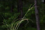 Arkansas sedge